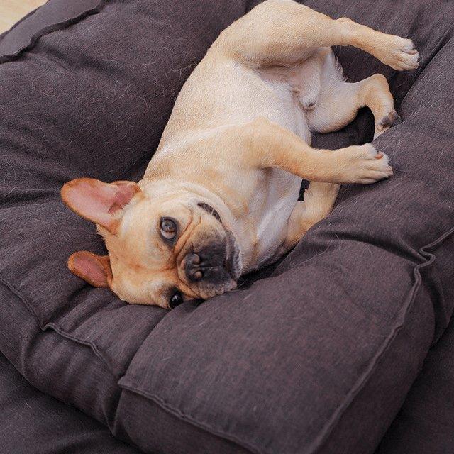 Cozy Canine Cushion - Brown Dog Pillow Bed